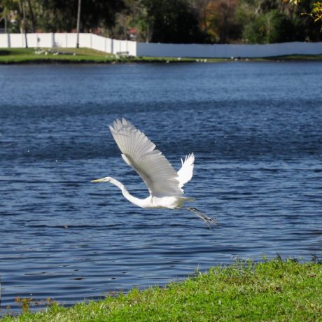 crane over lake